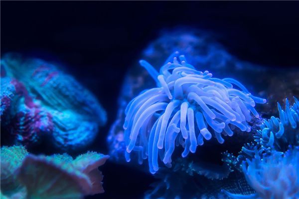水族館買票（上海海洋水族館交通指南）