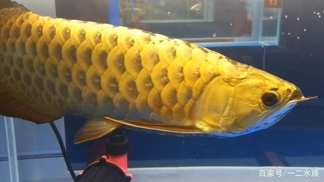 魚缸過濾系統的最佳配置，理想的魚缸過濾系統應包括以下幾個組成部分