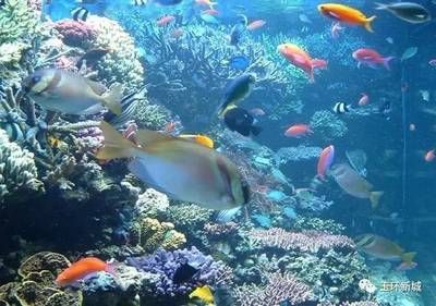 想開一家水族館要多少錢（開一家水族館需要多少錢） 想開一家水族館要多少錢（開一家水族館需要多少錢） 水族館百科（水族館加盟） 第4張
