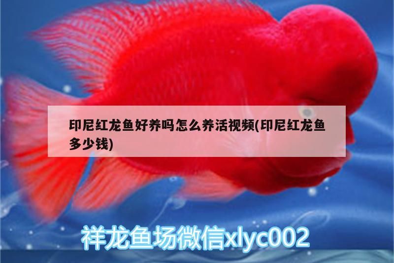 印尼紅龍魚好養嗎怎么養活視頻(印尼紅龍魚多少錢)