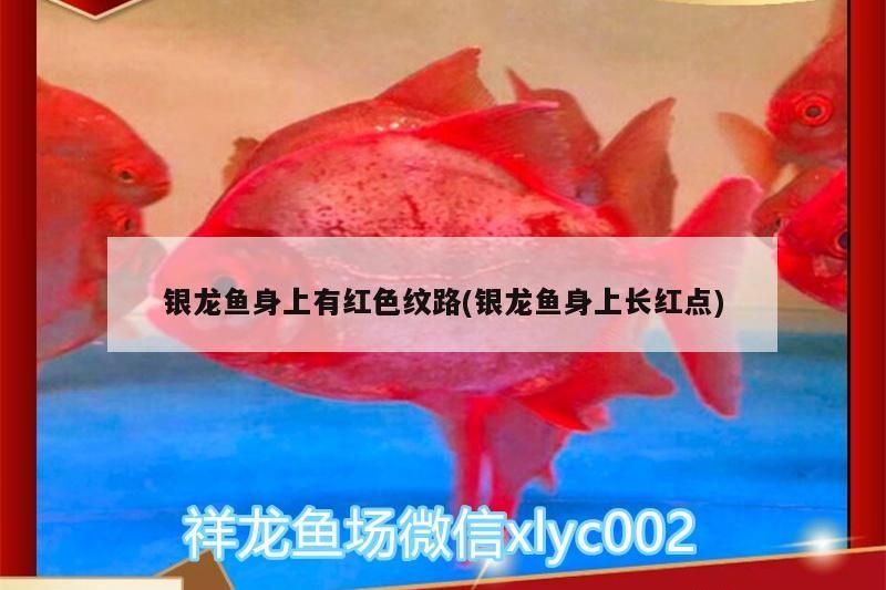 銀龍魚身上有紅色紋路(銀龍魚身上長紅點(diǎn)) 銀龍魚身上有紅色紋路(銀龍魚身上長紅點(diǎn)) 銀龍魚百科 第3張