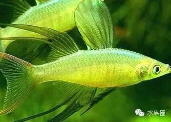 觀賞魚仰著游（觀賞魚仰著游可能由多種原因引起觀賞魚健康的關鍵因素） 觀賞魚仰著游（觀賞魚仰著游可能由多種原因引起觀賞魚健康的關鍵因素） 錦鯉魚百科 第4張