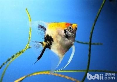 迷你的魚缸怎么做視頻（迷你的魚缸是怎么寫）