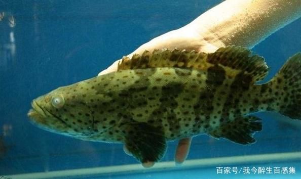 虎魚苗飼料品牌推薦，虎魚苗飼料品牌推薦，選擇優質魚飼料助力虎魚健康成長