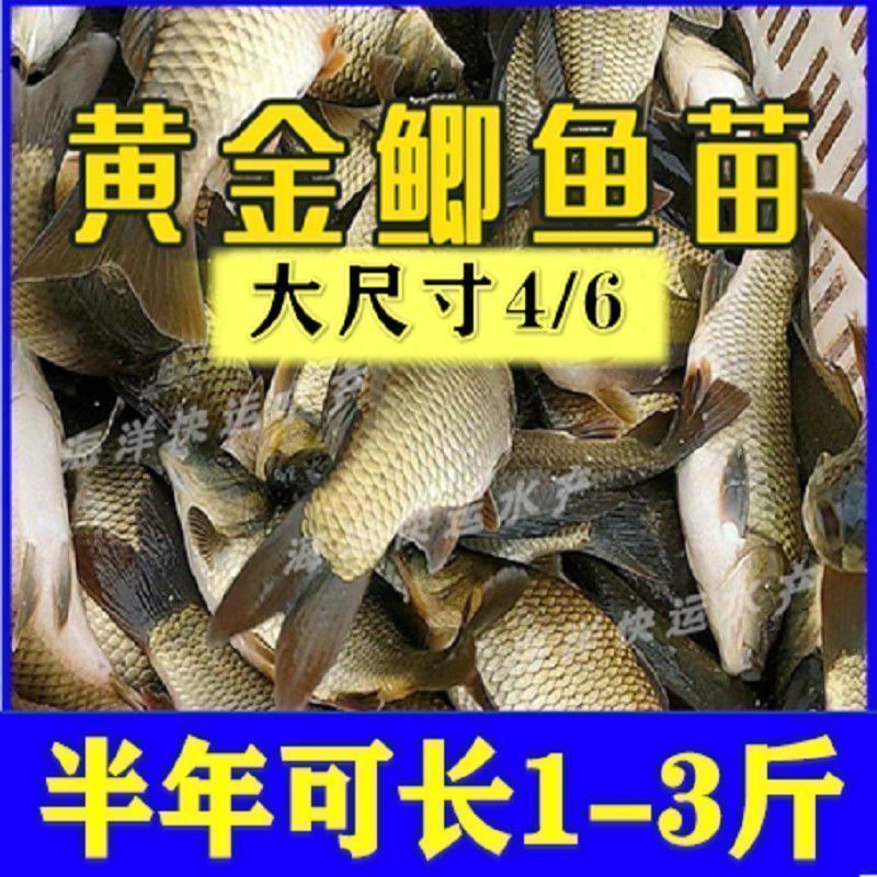 虎魚苗飼料品牌推薦，虎魚苗飼料品牌推薦，選擇優質魚飼料助力虎魚健康成長