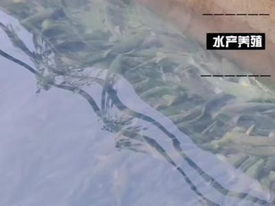 虎魚苗飼料品牌推薦，虎魚苗飼料品牌推薦，選擇優質魚飼料助力虎魚健康成長