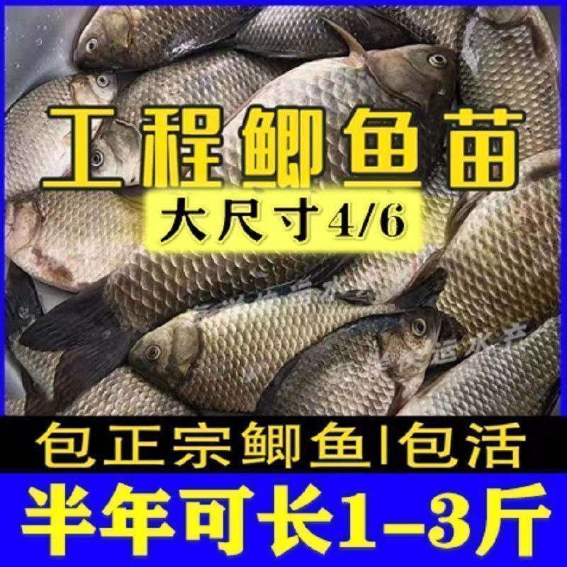虎魚苗飼料品牌推薦，虎魚苗飼料品牌推薦，選擇優質魚飼料助力虎魚健康成長