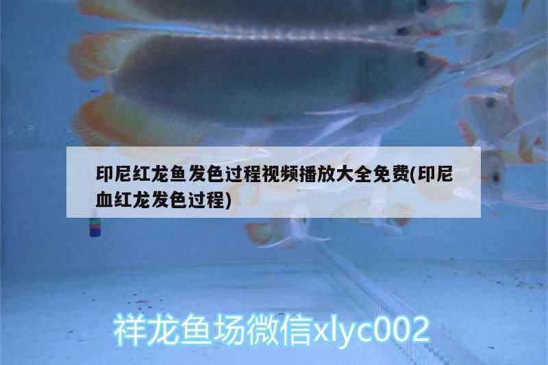 印尼紅龍魚發(fā)色過程視頻播放大全免費(fèi)(印尼血紅龍發(fā)色過程) 印尼紅龍魚發(fā)色過程視頻播放大全免費(fèi)(印尼血紅龍發(fā)色過程) 紅龍魚百科 第3張