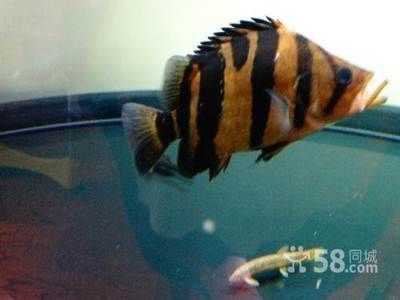 四紋虎魚缸尺寸與預算關系，四紋虎魚缸尺寸與預算之間存在著密切的關系