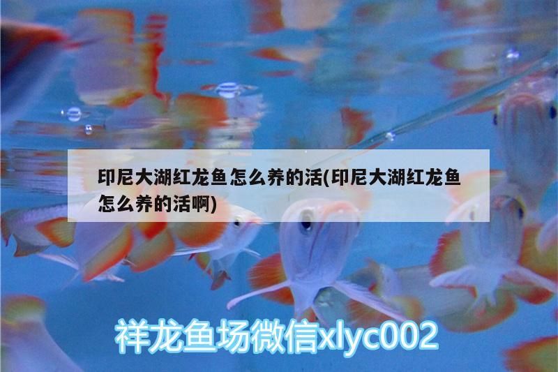 印尼大湖紅龍魚怎么養的活(印尼大湖紅龍魚怎么養的活啊)
