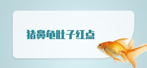 豬鼻龜身上有紅點怎么辦：豬鼻龜頭上有紅點怎么辦