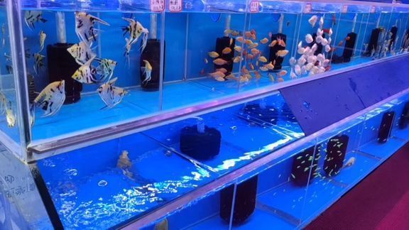 香港觀賞魚批發(fā)市場，香港觀賞魚市場價格對比，香港仔市場觀賞魚種類
