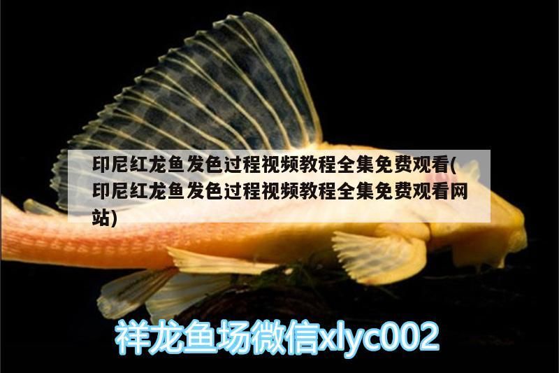 印尼紅龍魚發色過程視頻教程全集免費觀看(印尼紅龍魚發色過程視頻教程全集免費觀看網站)