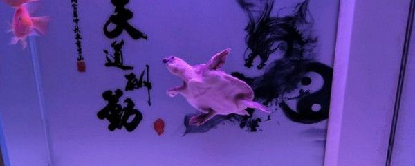 豬鼻龜喂食頻率 豬鼻龜喂食頻率 豬鼻龜百科 第4張