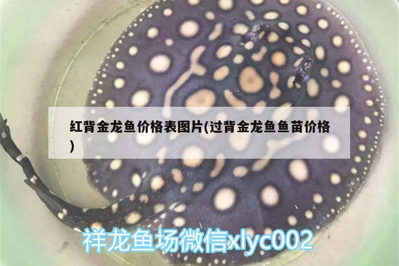 紅背金龍魚價(jià)格表圖片(過背金龍魚魚苗價(jià)格)