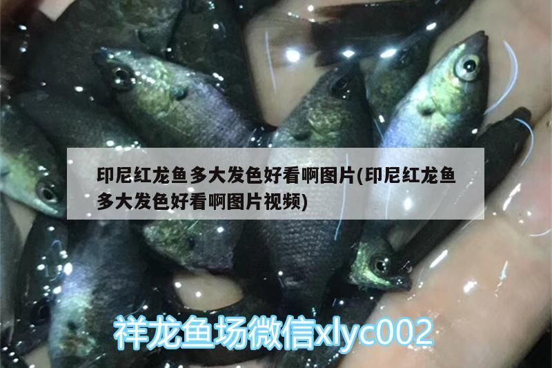 印尼紅龍魚多大發色好看啊圖片(印尼紅龍魚多大發色好看啊圖片視頻) 印尼紅龍魚多大發色好看啊圖片(印尼紅龍魚多大發色好看啊圖片視頻) 紅龍魚百科 第2張