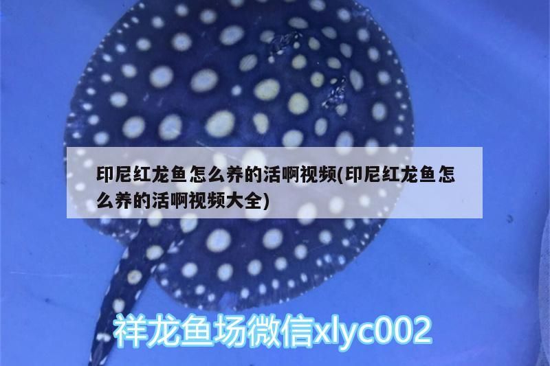 印尼紅龍魚怎么養(yǎng)的活啊視頻(印尼紅龍魚怎么養(yǎng)的活啊視頻大全)