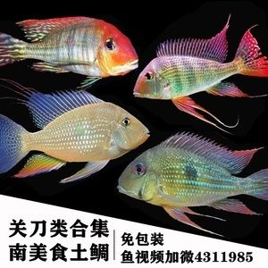 元寶鳳凰魚和關刀魚的區別是什么：元寶鳳凰魚與關刀魚的區別