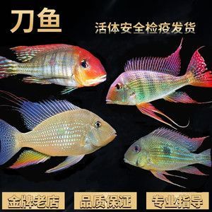元寶鳳凰魚和關刀魚的區別是什么：元寶鳳凰魚與關刀魚的區別