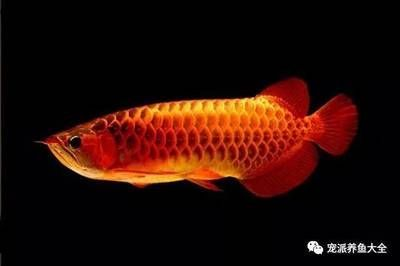 龍魚的功效和作用是什么