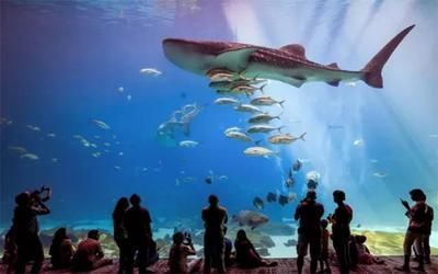 水族館有些什么（上海海洋水族館特色展覽介紹水族館互動體驗有哪些）