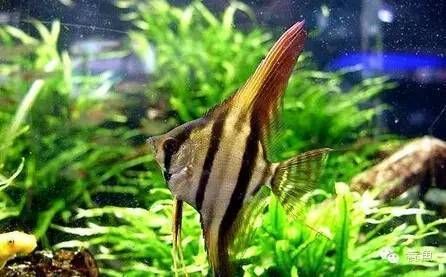 生態魚缸過濾器清洗，清洗生態魚缸過濾器的方法 生態魚缸過濾器清洗，清洗生態魚缸過濾器的方法 魚缸百科 第5張