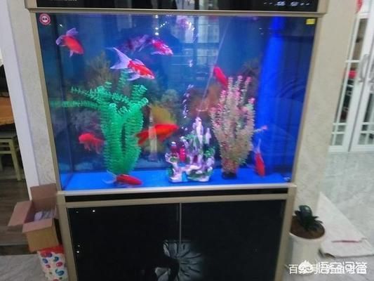 生態魚缸過濾器清洗，清洗生態魚缸過濾器的方法 生態魚缸過濾器清洗，清洗生態魚缸過濾器的方法 魚缸百科 第7張