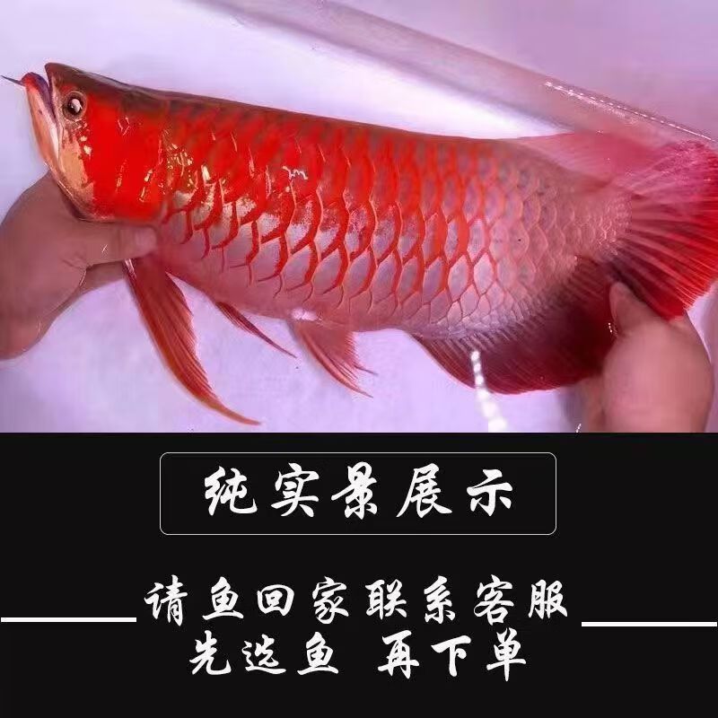 大湖紅龍魚特點：大湖紅龍魚特點介紹