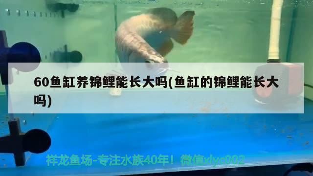 60魚缸養(yǎng)錦鯉能長大嗎(魚缸的錦鯉能長大嗎)