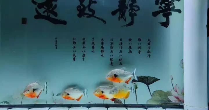 森森魚缸底濾水位怎樣才合適，如何判斷魚缸水位是否合適