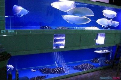 魟魚和什么魚一起養(yǎng)：穗魚和什么魚一起養(yǎng)