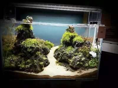 龍魚缸造景用什么水草最好，龍魚缸水草養護技巧
