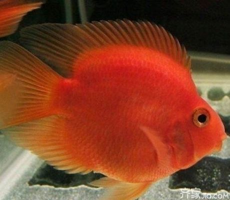 元寶鳳凰魚怎么養的好看又好養活呢圖片：元寶鳳凰魚的飼養和護理