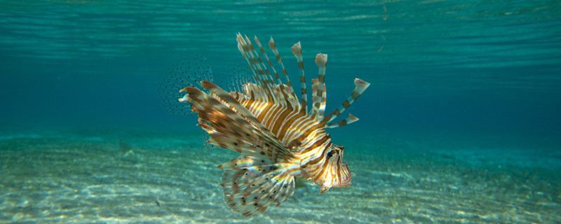 魚缸水溫和室溫一般差多少夏天如何降低魚缸溫度 錦鯉魚百科 第1張 魚缸水溫和室溫一般差多少夏天如何降低魚缸溫度 魚缸水溫和室溫一般差多少夏天如何降低魚缸溫度 錦鯉魚百科 第1張