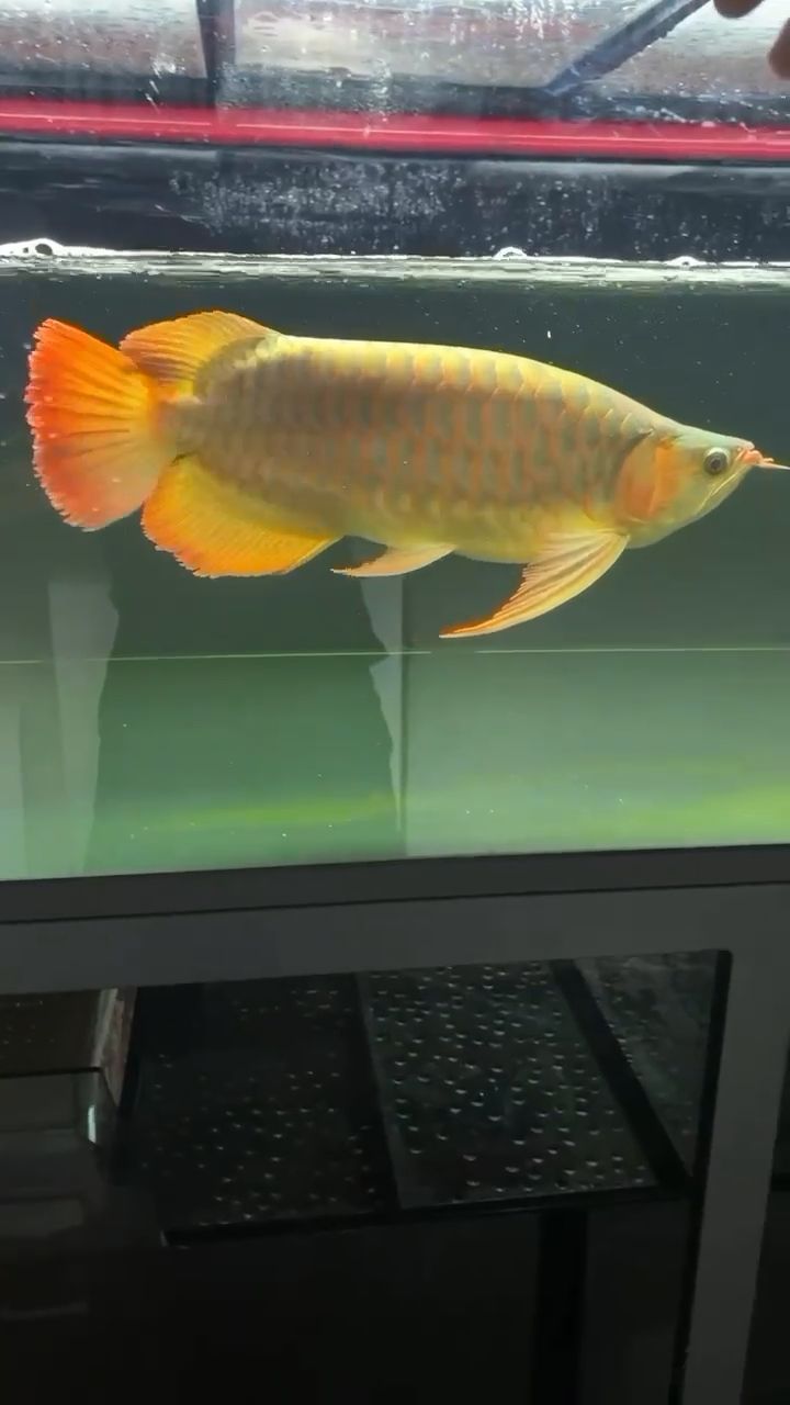 短身大湖紅龍