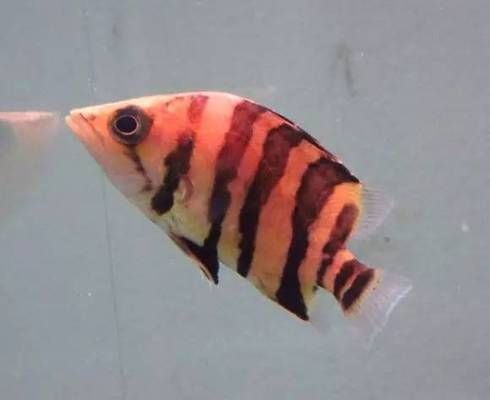 虎魚紋路鑒定專家咨詢，虎魚的紋路鑒定 虎魚紋路鑒定專家咨詢，虎魚的紋路鑒定 虎魚百科 第3張