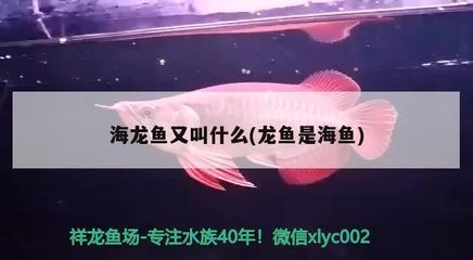 什么叫大湖紅龍：大湖紅龍與普通龍蝦區(qū)別