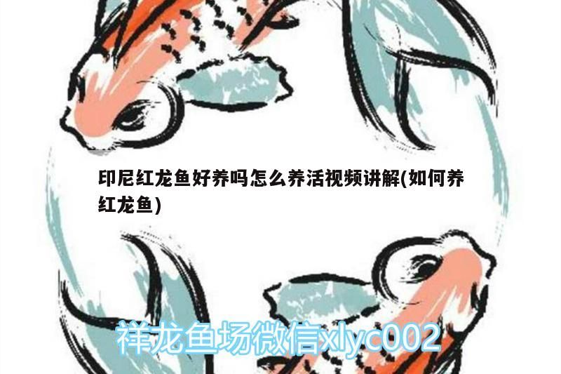 印尼紅龍魚好養嗎怎么養活視頻講解(如何養紅龍魚)