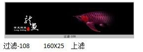 好養的雷龍魚(好養的雷龍魚有哪些)