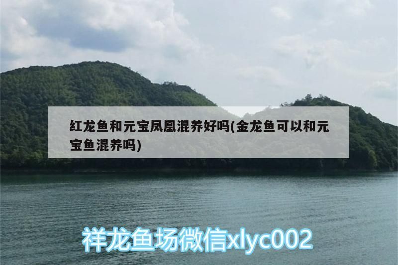 紅龍魚和元寶鳳凰混養好嗎(金龍魚可以和元寶魚混養嗎)