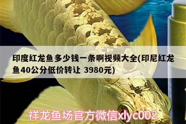 印度紅龍魚多少錢一條啊視頻大全(印尼紅龍魚40公分低價(jià)轉(zhuǎn)讓3980元)