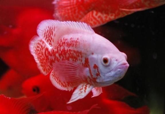 怎么區(qū)分銀龍魚的公母(怎么區(qū)分銀龍魚的公母視頻) 怎么區(qū)分銀龍魚的公母(怎么區(qū)分銀龍魚的公母視頻) 銀龍魚百科 第2張