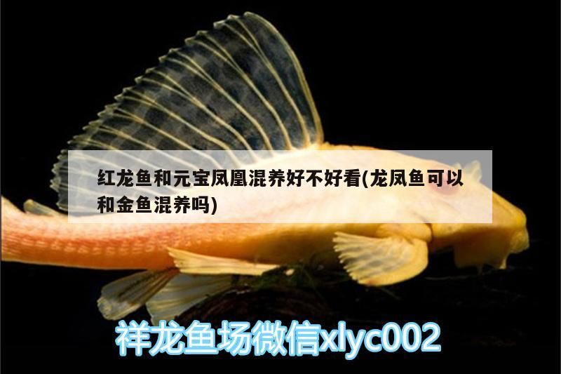 紅龍魚和元寶鳳凰混養(yǎng)好不好看(龍鳳魚可以和金魚混養(yǎng)嗎)