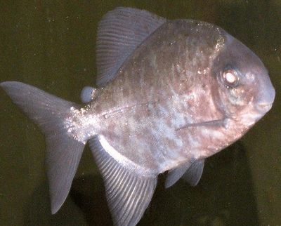 虎紋銀板魚活餌料獲取途徑，虎紋銀板魚活餌料家庭養殖技巧，水族店購買活餌料注意事項