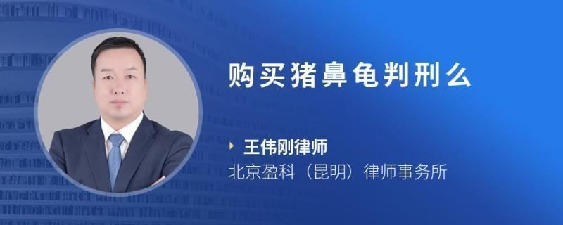 豬鼻龜判刑多久：豬鼻龜生活環(huán)境豬鼻龜繁殖習(xí)性豬鼻龜法律案例分析