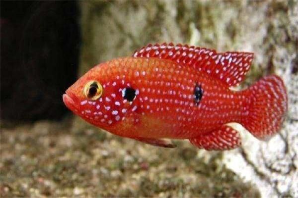印尼紅龍魚發色過程圖片大全高清視頻(印尼紅龍魚發色過程圖片大全高清視頻在線觀看)
