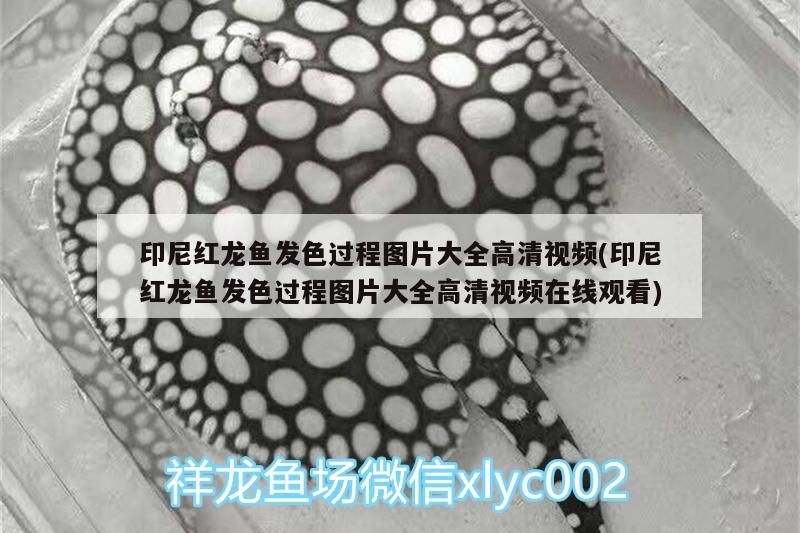 印尼紅龍魚發色過程圖片大全高清視頻(印尼紅龍魚發色過程圖片大全高清視頻在線觀看)