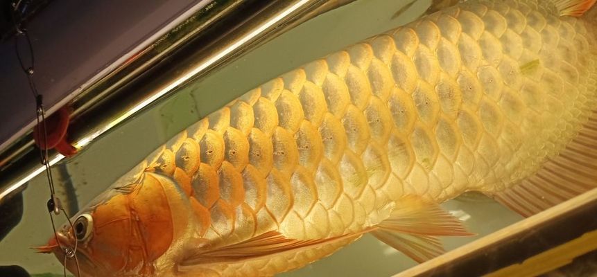 龍魚缸里長(zhǎng)青苔好不好，青苔對(duì)龍魚健康的具體影響