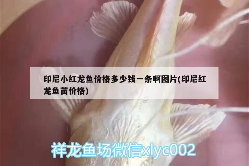 印尼小紅龍魚價格多少錢一條啊圖片(印尼紅龍魚苗價格) 紅龍魚百科 第3張 印尼小紅龍魚價格多少錢一條啊圖片(印尼紅龍魚苗價格) 印尼小紅龍魚價格多少錢一條啊圖片(印尼紅龍魚苗價格) 紅龍魚百科 第3張