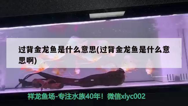 什么是過背金龍魚：如何鑒別高品質過背金龍魚，過背金龍魚的日常護理要點 什么是過背金龍魚：如何鑒別高品質過背金龍魚，過背金龍魚的日常護理要點 金龍魚百科 第2張
